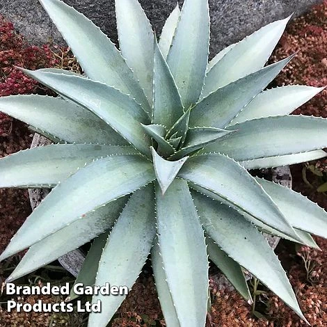 Mangave 'Frosted Elegance' - Image 3