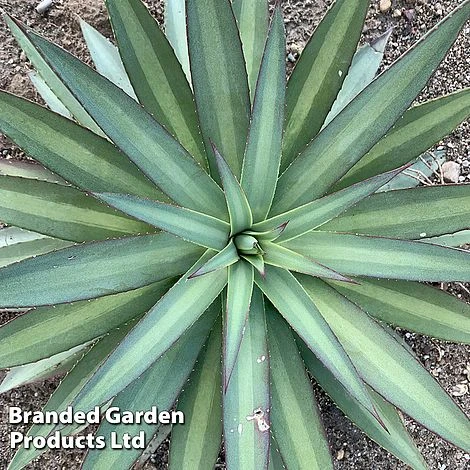 Mangave 'Frosted Elegance' - Image 4