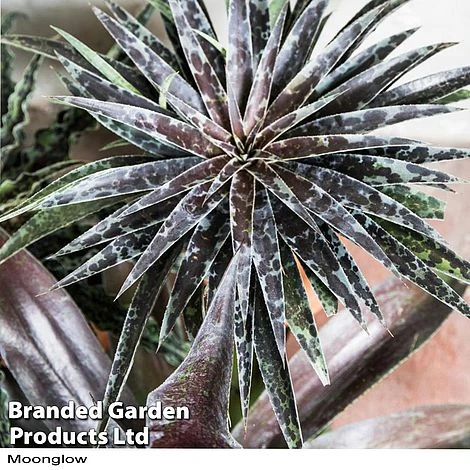 Mangave Duo - Image 2