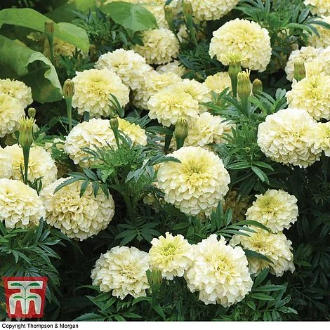 Marigold 'French Vanilla' F1 Hybrid - Image 2