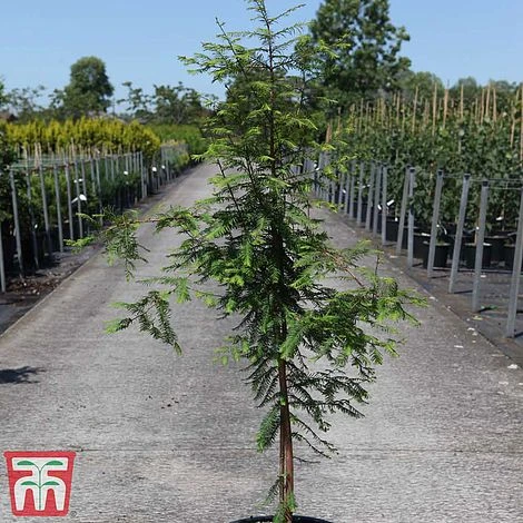 Metasequoia Glyptostroboides - Image 2