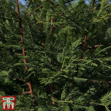 Metasequoia Glyptostroboides