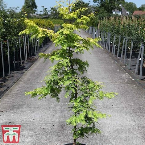 Metasequoia Glyptostroboides 'Gold Rush' - Image 2