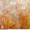 Miscanthus 'Indian Summer'