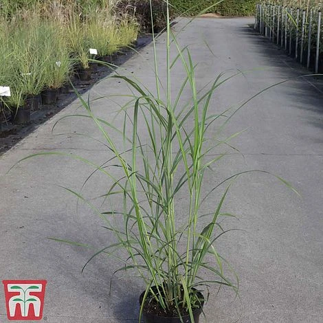 Miscanthus Sinensis 'Silberfeder'