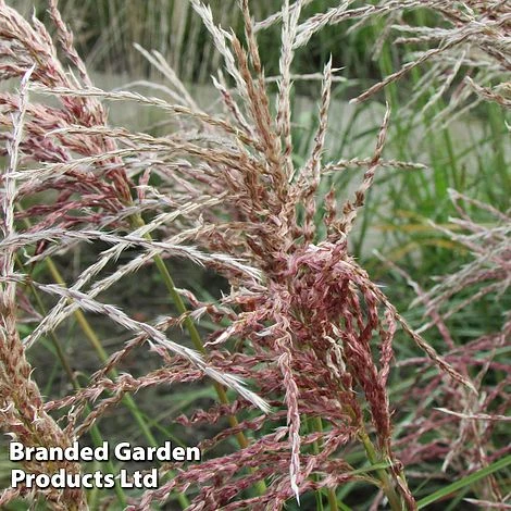 Miscanthus 'Pink Cloud' - Image 3