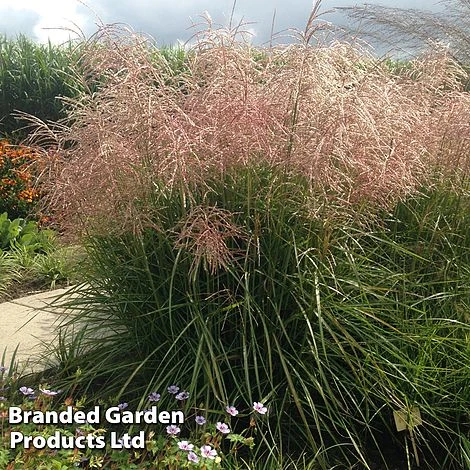 Miscanthus 'Pink Cloud' - Image 2