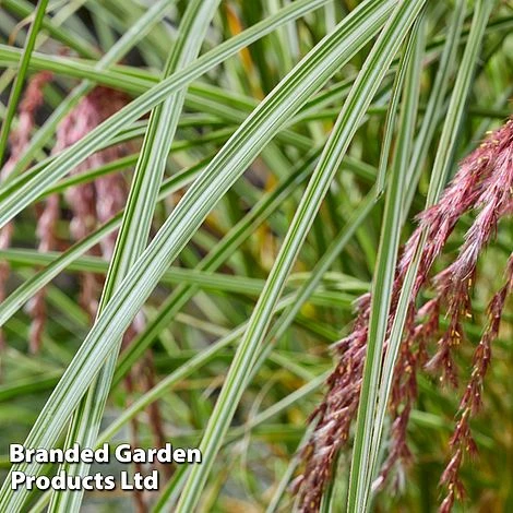 Miscanthus 'Silver Cloud' - Image 2
