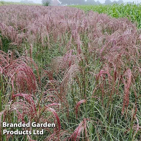 Miscanthus 'Silver Cloud' - Image 4