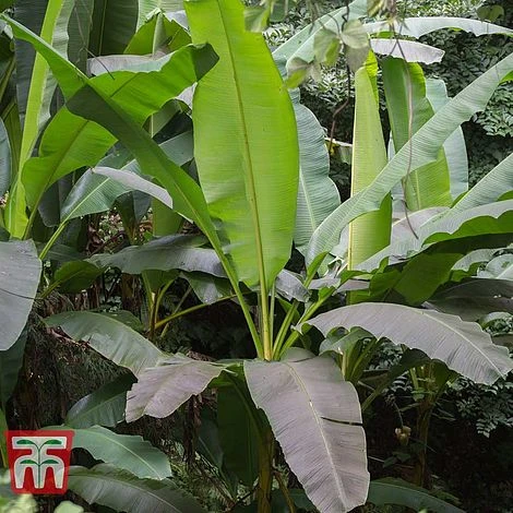 Musa Basjoo - Image 4