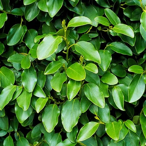 Griselinia Littoralis (Hedging) - Image 2