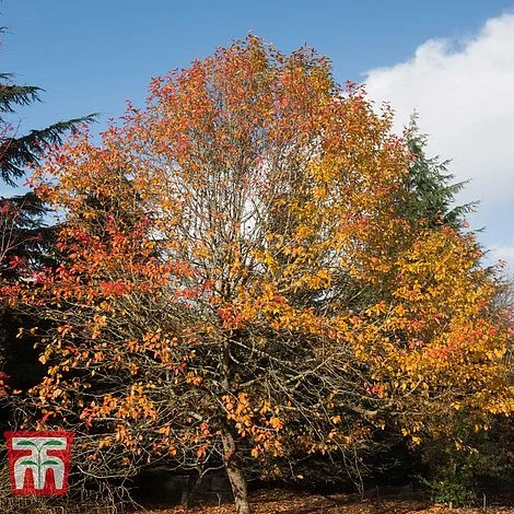 Nyssa Sylvatica - Image 2