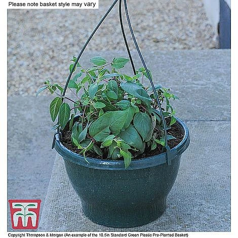 Begonia X Tuberhybrida 'Illumination Mixed' - Image 4