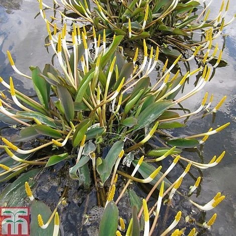 Orontium Aquaticum (Marginal Aquatic)