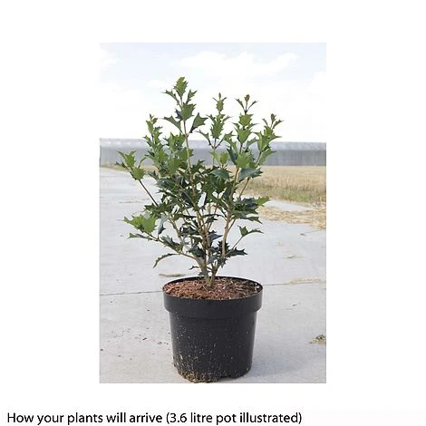 Osmanthus Heterophyllus - Image 2