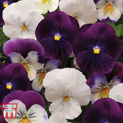 Pansy 'Coolwave Berries 'n' Cream Mix' - Image 2