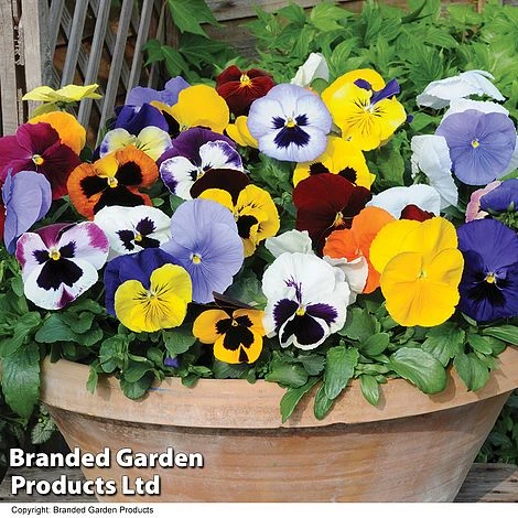 Pansy Summertime Mix (Garden Ready) - Image 2