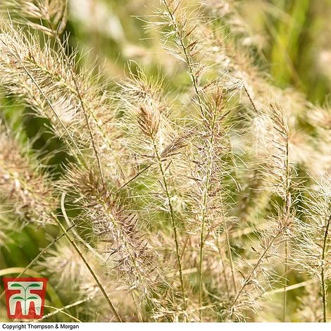 Pennisetum Alopecuroides - Image 5