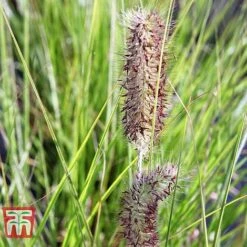 Pennisetum Viridescens