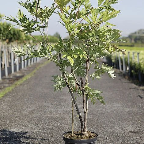 Paeonia Lutea - Image 2