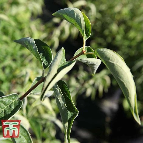 Philadelphus 'Albatre' - Image 2