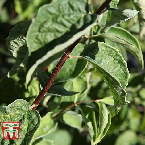 Philadelphus 'Albatre' - Image 3