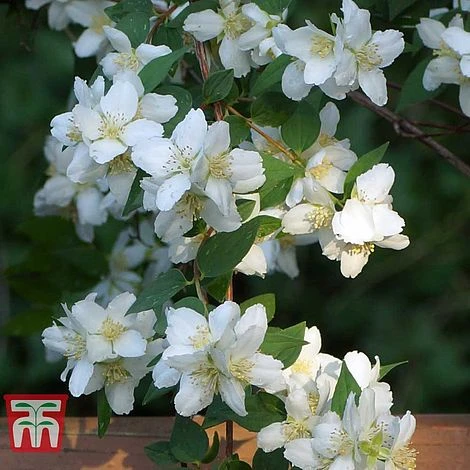 Philadelphus 'Albatre' - Image 5