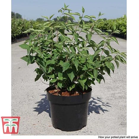 Philadelphus 'Albatre' - Image 6