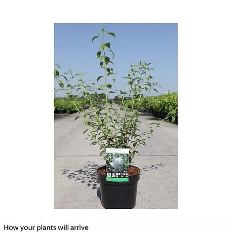 Philadelphus 'Frosty Morn' - Image 2