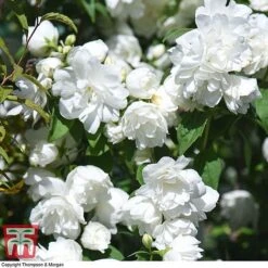Philadelphus 'Virginal'