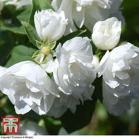 Philadelphus 'Virginal' - Image 3