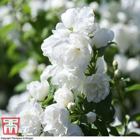 Philadelphus 'Virginal' - Image 4