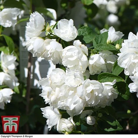 Philadelphus 'Virginal' - Image 5