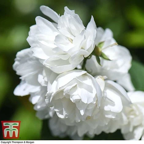 Philadelphus 'Virginal' - Image 9