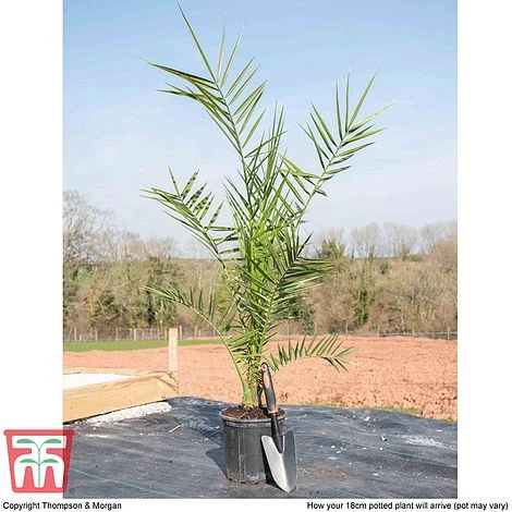 Phoenix Palm - Image 3