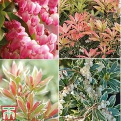 Pieris Collection