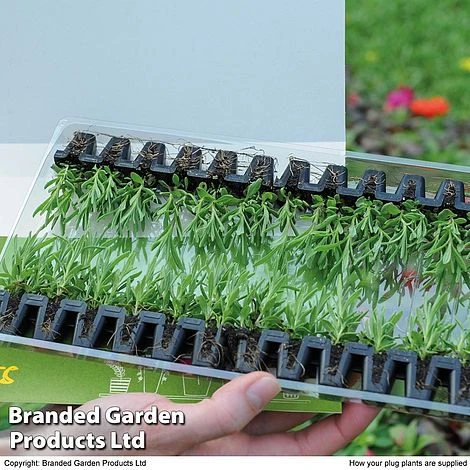 Summer Plant & Seed Bundle - Image 3