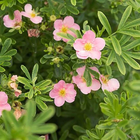 Potentilla Fruticosa 'Pink Paradise' - Image 2