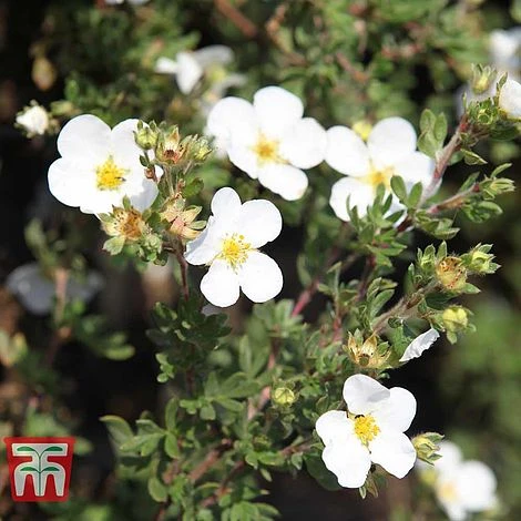Potentilla Fruticosa 'White Lady'