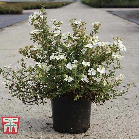 Potentilla Fruticosa 'White Lady' - Image 5