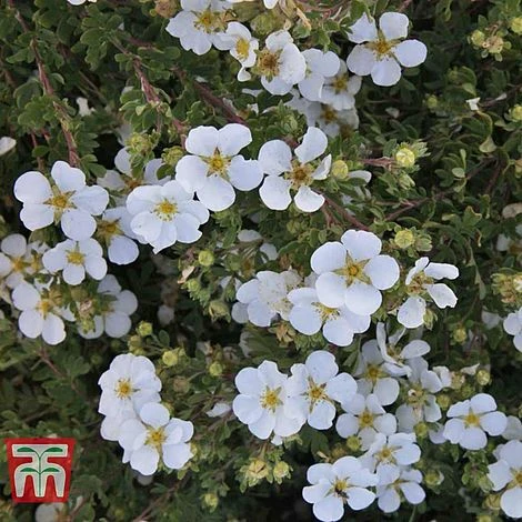 Potentilla Fruticosa 'White Lady' - Image 2