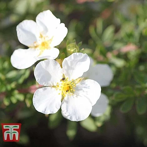 Potentilla Fruticosa 'White Lady' - Image 6