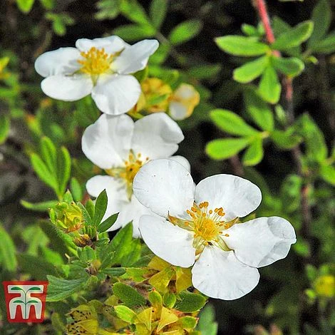 Potentilla Fruticosa 'White Lady' - Image 3