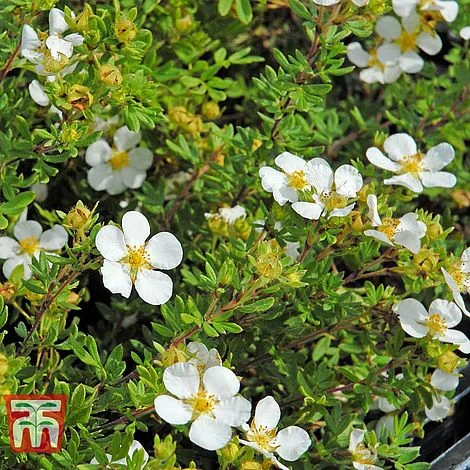 Potentilla Fruticosa 'White Lady' - Image 4