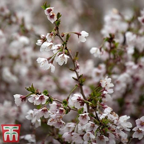 Prunus Incisa 'Kojo-No-Mai' - Image 2
