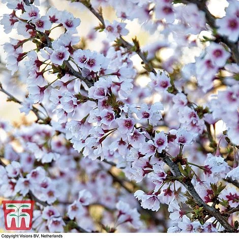 Prunus Incisa 'Kojo-No-Mai'