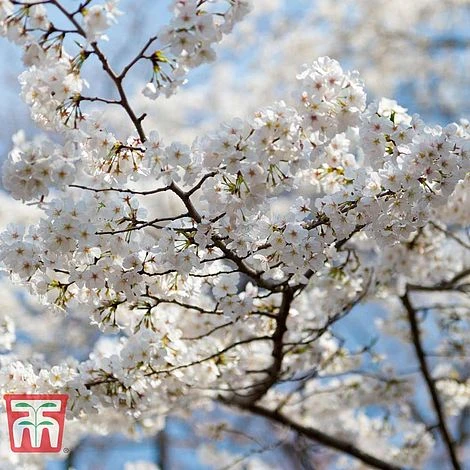 Prunus Nipponica 'Brilliant'