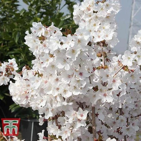 Prunus Nipponica 'Brilliant' - Image 2