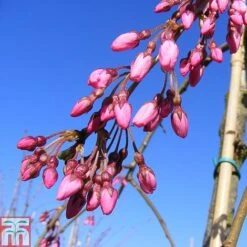 Prunus Pendula 'Pendula Rubra'