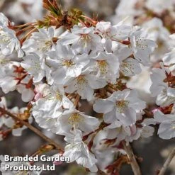 Prunus Incisa 'Mikinori'